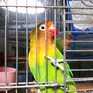 小桜インコ・ボタンインコ　里親決定しました