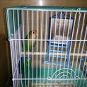 小桜インコ　里親決定しました