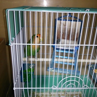 小桜インコ　里親決定しました