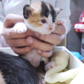 母猫と同じ三毛ちゃん♪
