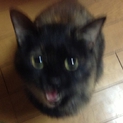 迷子だったサビ猫のベルちゃん☆