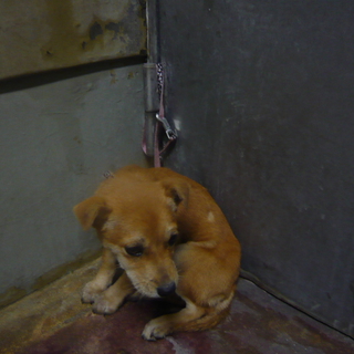 熊本県・保健所で不安そうにしている仔犬がいます