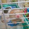 ☆カラーマウスの里親様募集中☆ サムネイル6