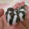 ☆カラーマウスの里親様募集中☆ サムネイル5