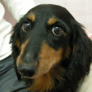 優しい男の子ダックス　レオン君