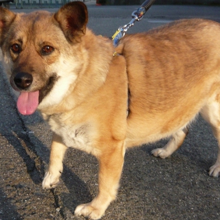 多頭飼育崩壊寸前のお宅の犬です！
