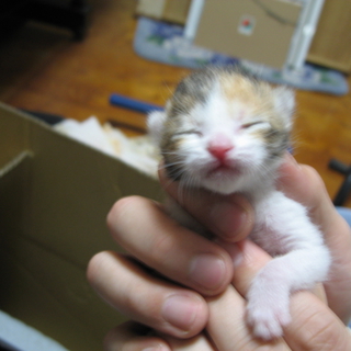 沖縄県 那覇市。子猫里親探してます。
