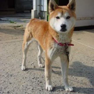 人なつっこい柴の男の子を家族に迎えて下さい！！