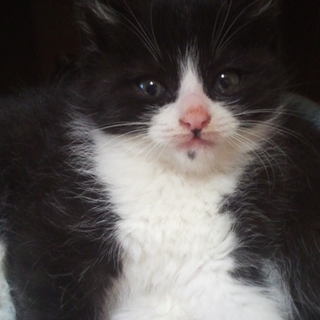 はちねこ！4匹の子猫　八割れホクロ君