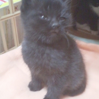 はちねこ！4匹の子猫　黒君