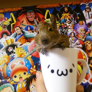 手の上でおやつ食べる可愛いデグー里親募集☆★