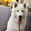 ♡淋しがりやのサモエド♡