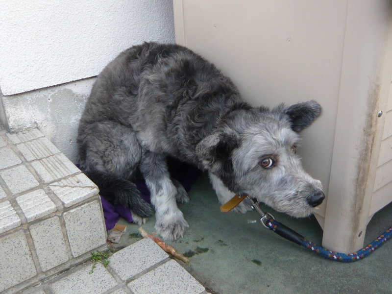 多頭飼育崩壊寸前のお宅の 徳島県 犬の里親募集 30413 ペットのおうち 月間利用者150万人