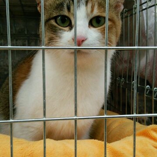 かわいい慣れた三毛猫