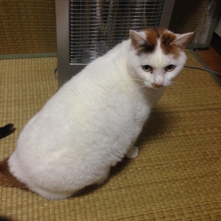 至急、家族にしていただける方、募集