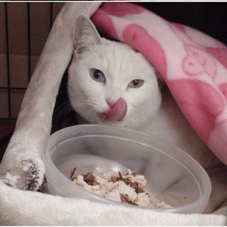 オッドアイ 白猫ちゃん