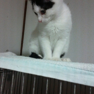 白黒ちゃんの件