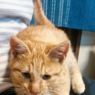 【 急 募 】　とても人懐っこい子猫ちゃん