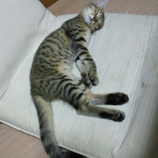 至急、家族にしていただける方、募集