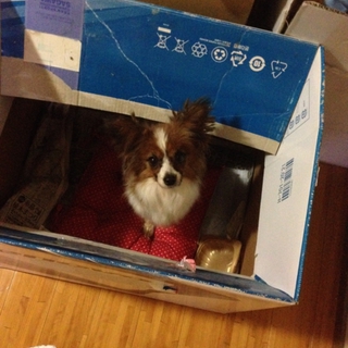 パピヨンですがどなたか飼っていただけませんか？