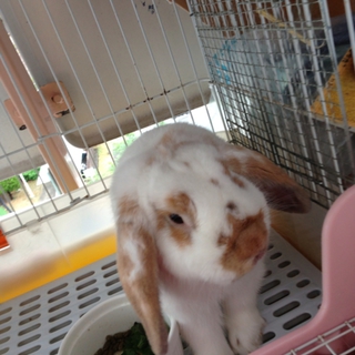 たれみみロップ♪