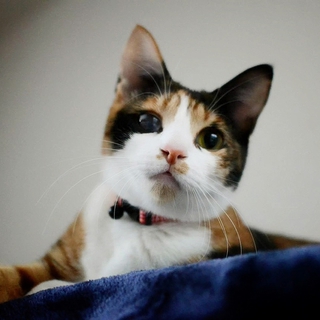 おひざと抱っこが大好きな三毛猫