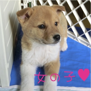 人懐っこく愛くるしい２ヶ月子犬家族募集！