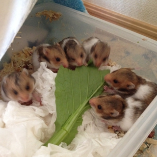 ゴールデンハムスターの里親募集！