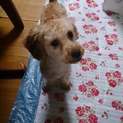 幸せにしてあげてください。