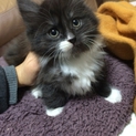 子猫の里親探してます