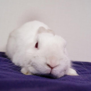 ホワイ兎家里親募集　デーくん