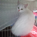 捨て猫スポットから里親募集。早く落ち着きたいです