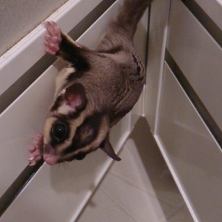 フクロモモンガ里親募集