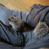 デグー2匹の里親さん募集 サムネイル6