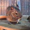デグー2匹の里親さん募集 サムネイル4