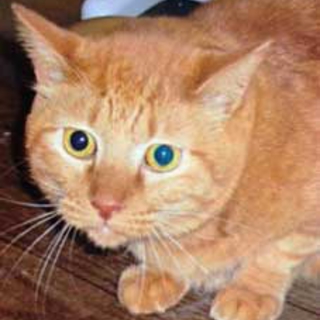 飼い主急死