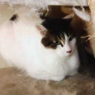 飼い主急死
