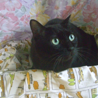 べたべた猫のこまちちゃん