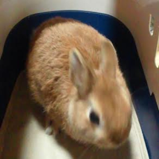 兎ネザーランドドワーフ♀茶色