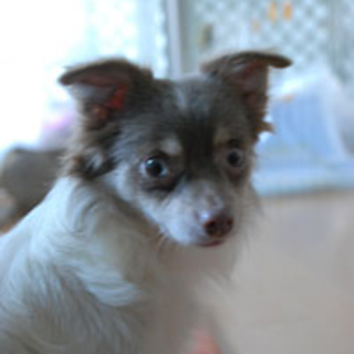 【めぐむ】犬も人も大好き。元気ですが穏和な性格です