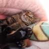 うっとりゴロゴロする。夢心（ゆめこころ）ちゃん サムネイル4
