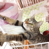 うっとりゴロゴロする。夢心（ゆめこころ）ちゃん サムネイル5