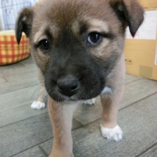 茶白、白ソックス子犬「ハニーちゃん（仮名）」