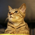 人馴れ、猫馴れ♪　活発なキジトラ子猫♀のとら美