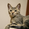 人馴れ、猫馴れ♪　活発なキジトラ子猫♀のとら美 サムネイル2