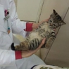 人馴れ、猫馴れ♪　活発なキジトラ子猫♀のとら美 サムネイル4