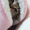 人馴れ、猫馴れ♪　活発なキジトラ子猫♀のとら美 サムネイル3