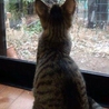 人馴れ、猫馴れ♪　活発なキジトラ子猫♀のとら美 サムネイル6