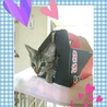 人馴れ、猫馴れ♪　活発なキジトラ子猫♀のとら美 サムネイル5