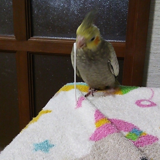 オカメインコの里親を募集します